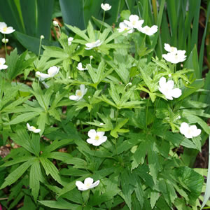 Anemone canadensis